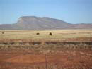 Cattle Arizona Cattle Arizona