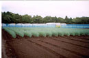 Onion Trials Onion Trials