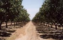 Pecan Orchard