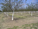 Young walnut trees, California Young walnut trees, California