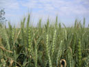 Wheat production in California