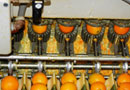 Extracting-juice-from-oranges,-Florida