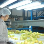 Lemon Packing - Argentina Lemon Packing - Argentina