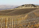 Newly-planted-high-density-apples,-Washington-State