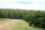 3 year old Eucalyptus - Brazil - lemons in foreground