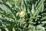 Artichokes are members of the thistle family