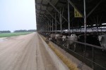 Cattle Feedlot, Nebraska