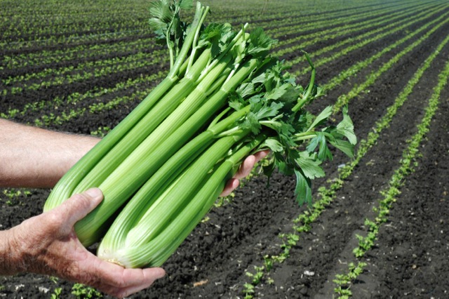 Celery production, California