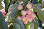 Low-Acid Cherries, WA State