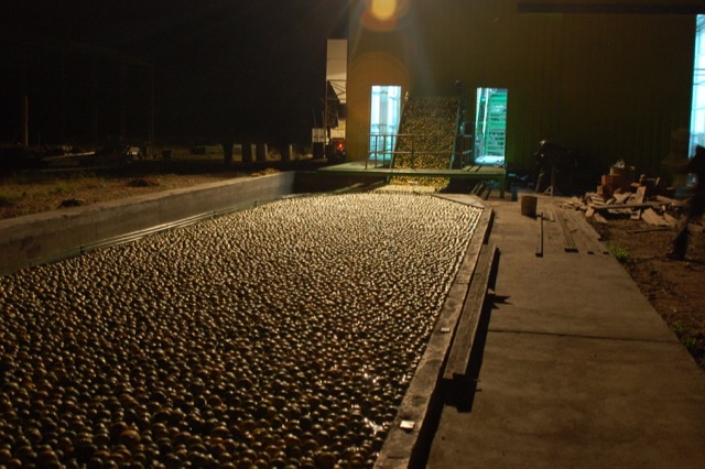 Citrus processing at night - Argentina