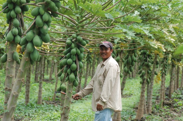 Cultivating papayas, Hawaii