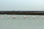 Flamingos feeding in aquaculture operations