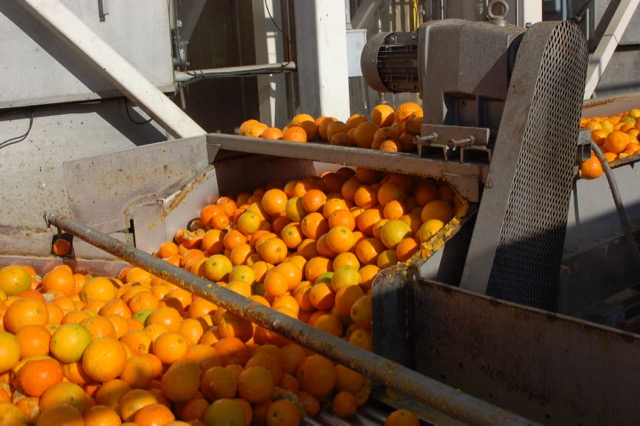 Orange Juice Processing