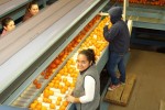 Packing easy-peeler oranges