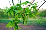 Pecans in bloom