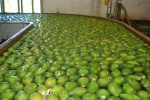 Sorting Papayas, Hawaii