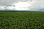 Soybeans - Argentina