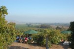 dinner in the orchard