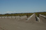 New Vineyard Planting