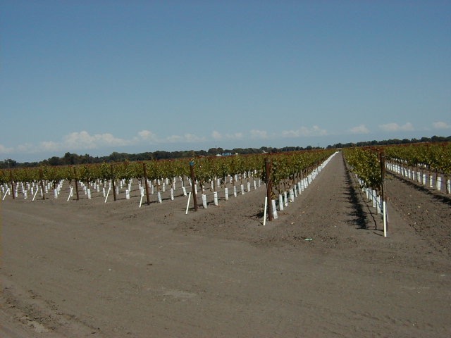 New Vineyard Planting