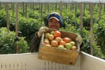 tomato harvester